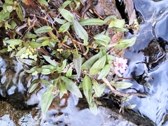 Polygonum criopolitanum
