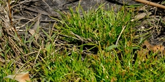 Isolepis ludwigii