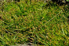 Isolepis ludwigii