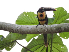 Pteroglossus torquatus