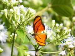 Eueides aliphera aliphera