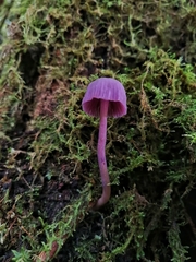 Laccaria gomezii