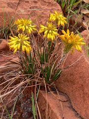 Aloe dominella