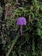 Laccaria gomezii