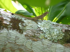Anolis sulcifrons