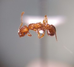 Myrmica