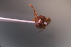 Myrmica