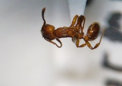 Myrmica