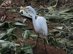 Ardea alba