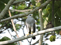 Buteo nitidus