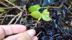 Neottia convallarioides