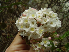 Viburnum × burkwoodii