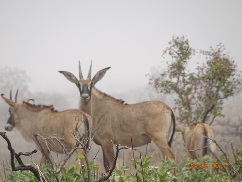 Roan Antelope