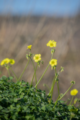 Oxalis pes-caprae