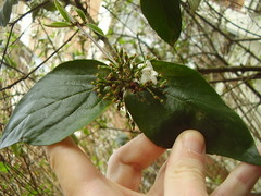 Viburnum × burkwoodii