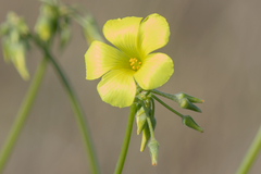 Oxalis pes-caprae