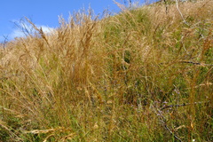 Pentameris pyrophila