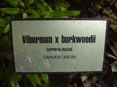 Viburnum × burkwoodii