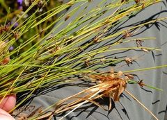 Ficinia quinquangularis