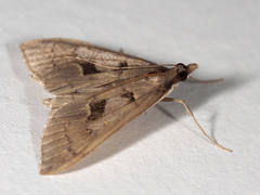Mecyna asinalis