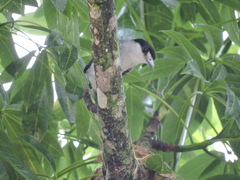 Pachyramphus rufus