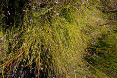 Ficinia quinquangularis