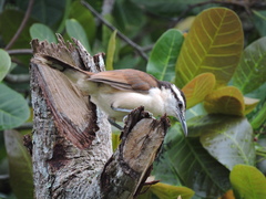 Campylorhynchus griseus
