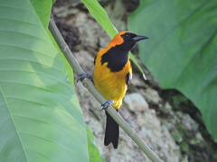 Icterus auricapillus