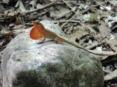 Anolis