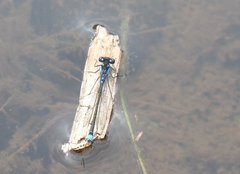 Cyanallagma interruptum