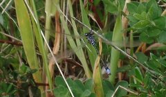 Cyanallagma interruptum