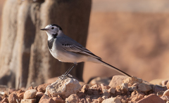 Motacilla alba