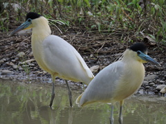 Pilherodius pileatus