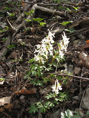 Corydalis caucasica