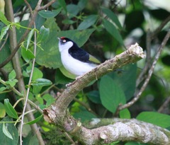 Ilicura militaris