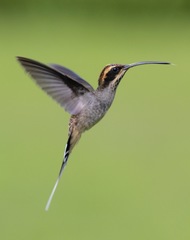 Phaethornis eurynome