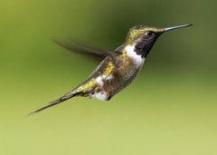 Calliphlox amethystina