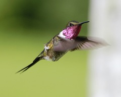Calliphlox amethystina