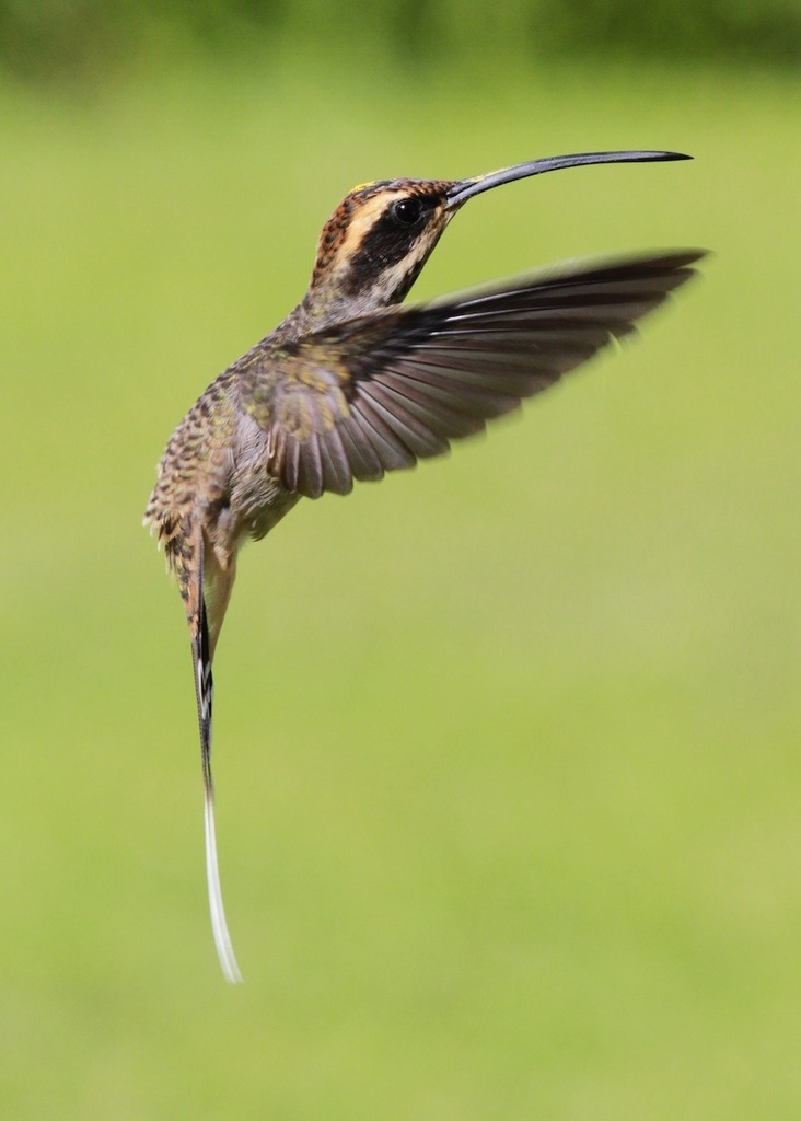 Scale-throated Hermit (Phaethornis eurynome) photo