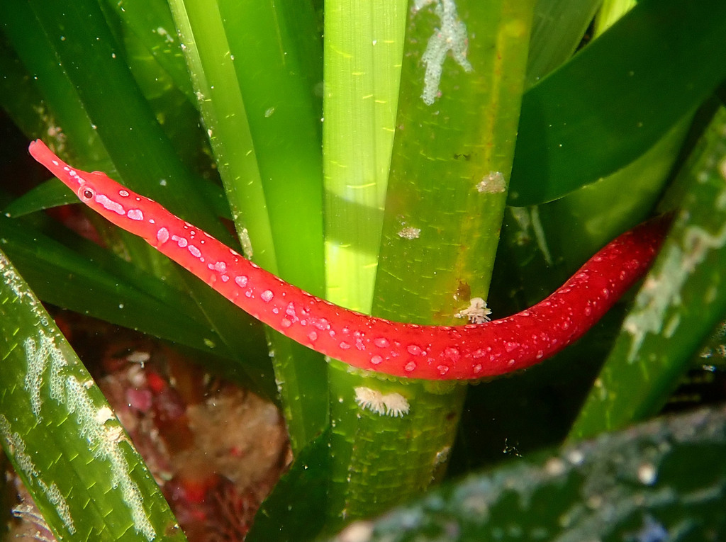 Spotted Pipefish