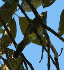 Elaenia sordida