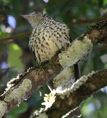 Oxyruncus cristatus
