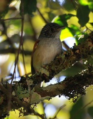 Dysithamnus xanthopterus