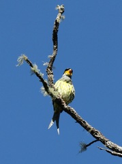 Phibalura flavirostris