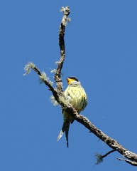 Phibalura flavirostris