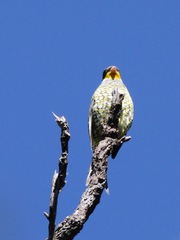 Phibalura flavirostris