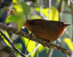 Phacellodomus erythrophthalmus