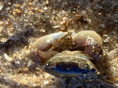 Cyclograpsus punctatus
