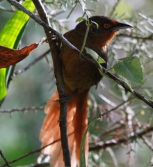 Phacellodomus erythrophthalmus