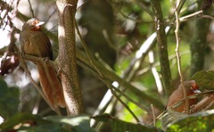 Phacellodomus erythrophthalmus